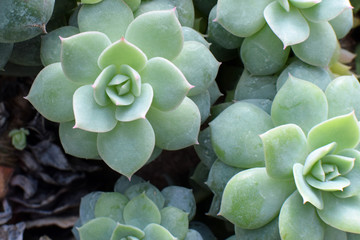 Echeveria fulgens close up