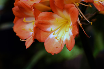 Beautiful flower of Clivia miniata. Close up image with copy space.