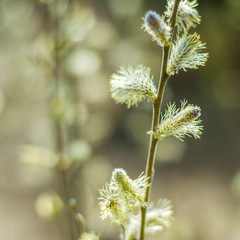 Obraz premium closeup of delicate catkins in the springtime