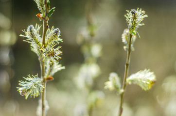 closeup of delicate catkins in the springtime