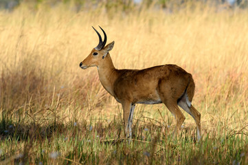 Naklejka premium Antilope