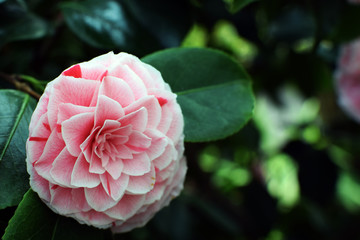 Camellia japonica, known as common or Japanese camellia, or tsubaki in Japanese. Beautiful flower image with copy space.