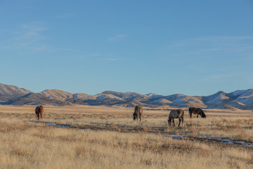 Wild Horses in Utah in WEinter