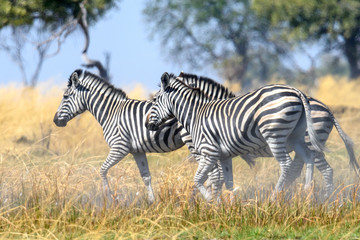 Zebra