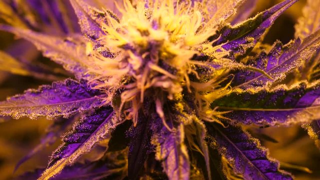 Cannabis, marijuana indoor grow, flower season with big buds