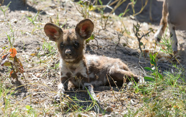 Wildhund