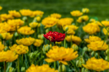 tulips