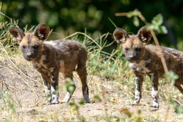 Wildhund