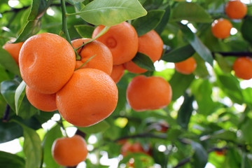 Ripe mandarin oranges (Citrus reticulata) in tree. Delicious fruits with foliage. Copy space for text.