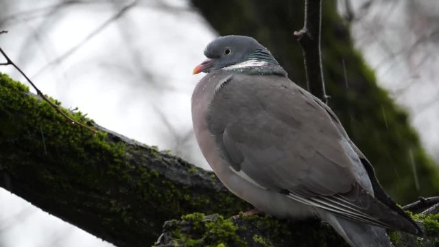Taube auf dem Ast, sitzend im Regen