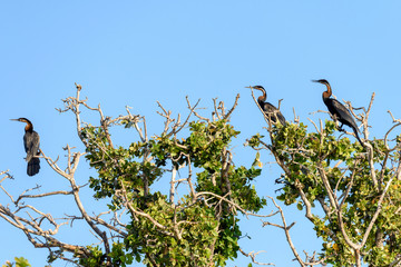 Afrikanischer Schlangenhalsvogel 