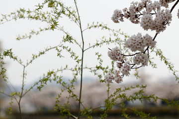 桜