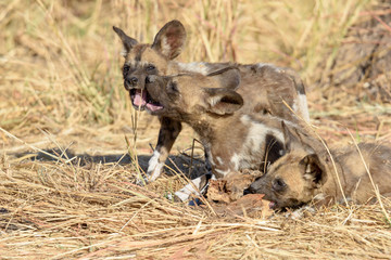 Wildhund