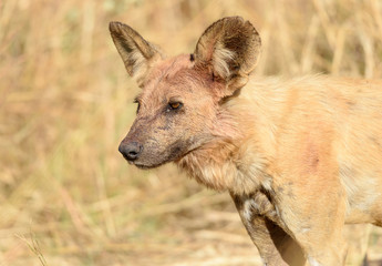 Wildhund