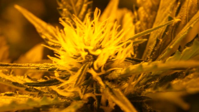 Cannabis, marijuana indoor grow, flower season with big buds