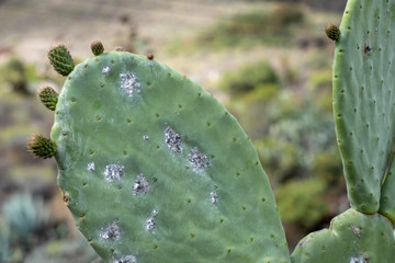 cactus in nature