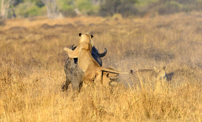 Jagd