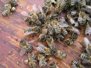 cluster requeening by bees, colony of bees. Bees took queen bee to cluster after replanting, wrong replacement. Working bees kill queen bee.