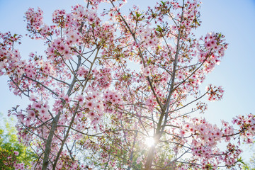 Super cherry blossom at Peter F. Schabarum Regional Park, Hacienda Heights
