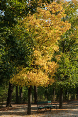 Naklejka premium Autumn day in the Park. Bench under a tree with bright yellow foliage.
