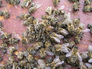 cluster requeening by bees, colony of bees. Bees took queen bee to cluster after replanting, wrong replacement. Working bees kill queen bee.