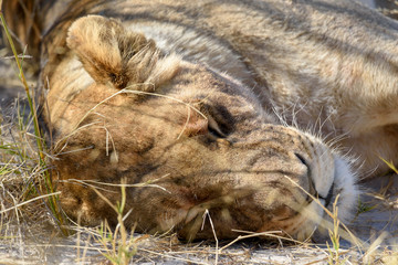 Naklejka premium Löwin