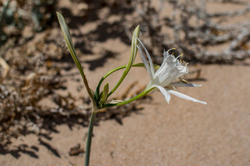 Vegetation on the beach of Lu Litarroni in Sardinia