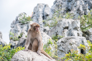 Adult monkey sitting on a stone