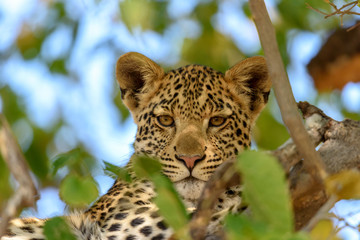 Leopard