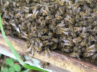 cluster requeening by bees, colony of bees. Bees took queen bee to cluster after replanting, wrong...