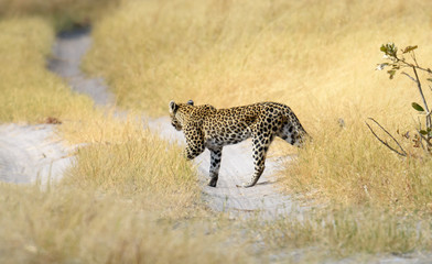 Leopard