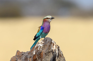 Gabelracke