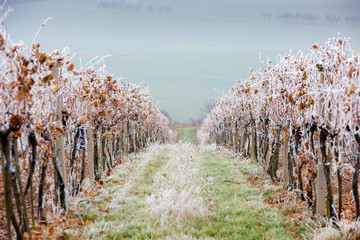 vineyards in winter, Znojmo region, Czech Republic