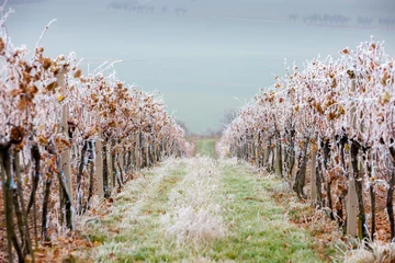 Foto op Plexiglas vineyards in winter, Znojmo region, Czech Republic © Richard Semik