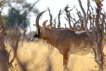 Antilope