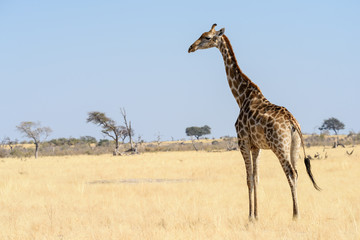 Giraffe