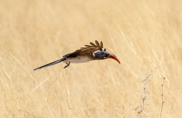 Vogel