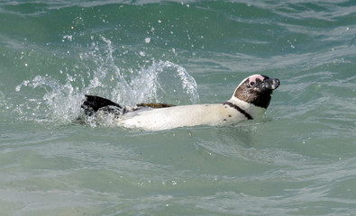 Pinguin