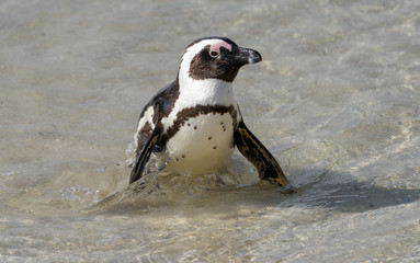 Pinguin