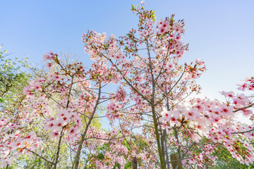 Super cherry blossom at Peter F. Schabarum Regional Park, Hacienda Heights