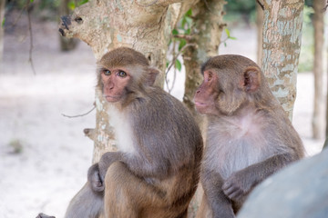 Obraz premium Monkey on the tree ,Monkey Climbing Tree