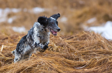 Dog in the field. Hunting dog. English setter. Woodcock hunting. Hunting dog runs on the dried...