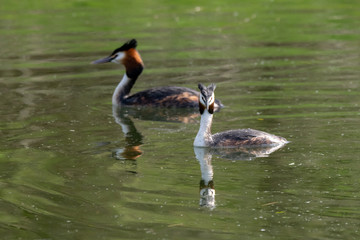 Pair of Great Crested Grebe (Podiceps cristatus) reflection on still lake water