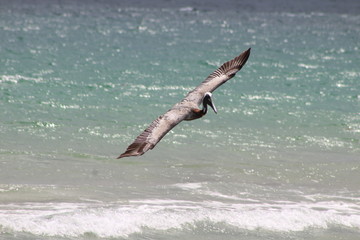 pelican