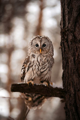 owl in the woods