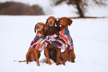 three dog in winter