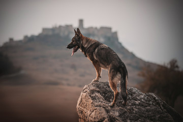 shepherd dog by castle