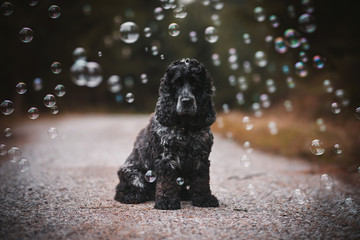 dog in bubbles