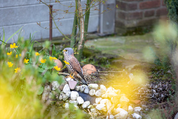 Obraz premium Turmfalke im Garten