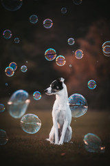 dog in bubbles